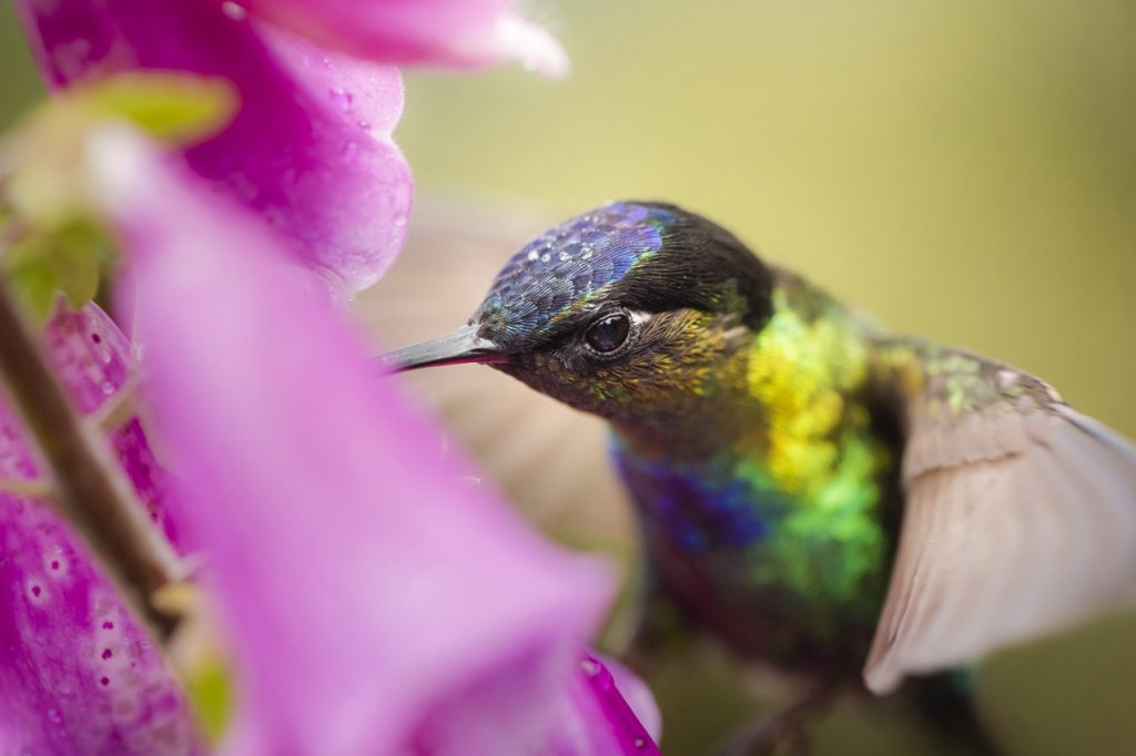 Winzige Flugkünstler: Die erstaunlichen Fähigkeiten der Kolibris