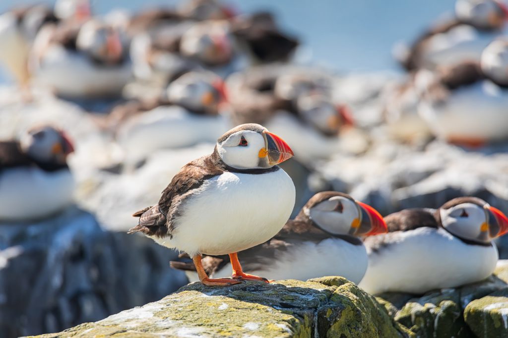 Papageitaucher: Kleine Pummelchen auf Island