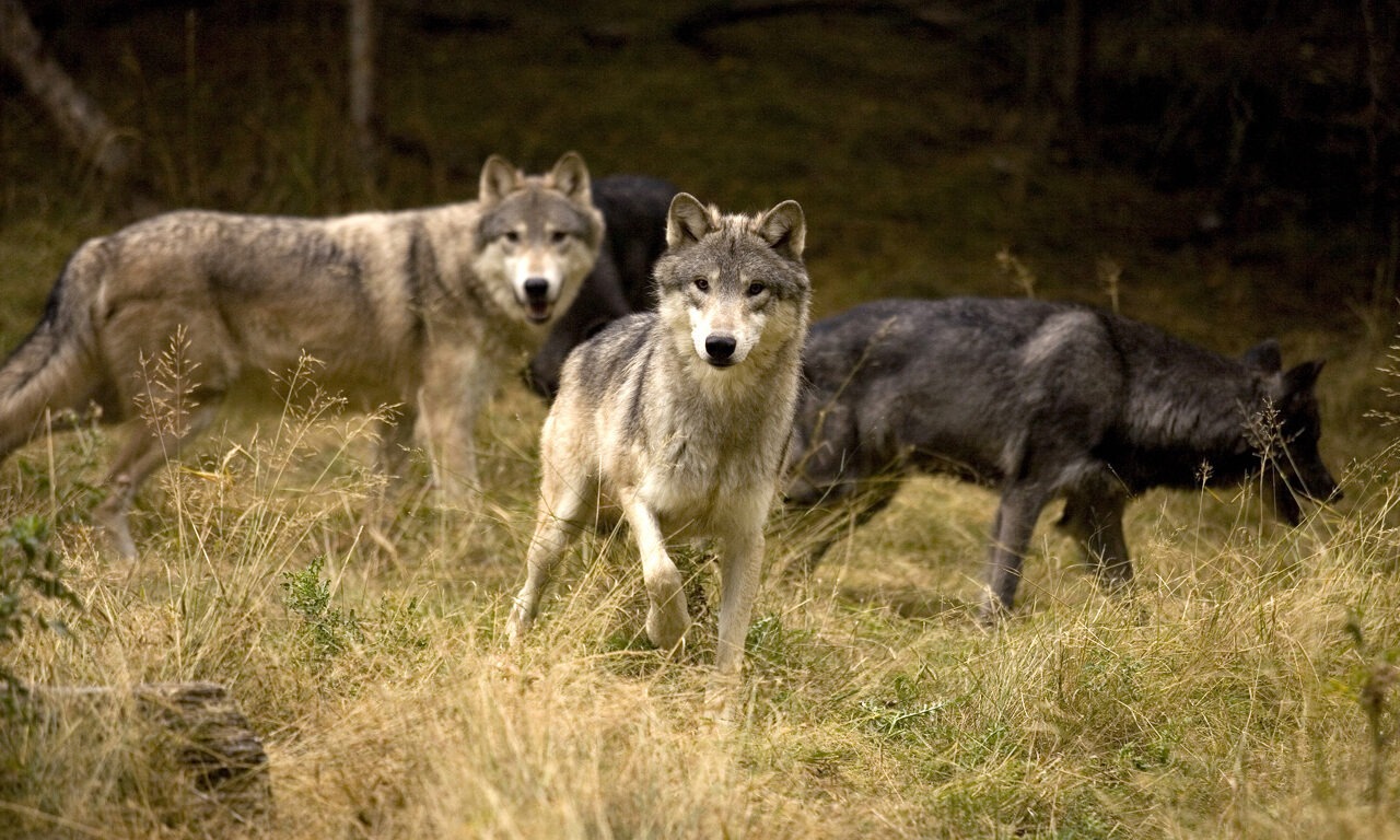 Wölfe haben Familien