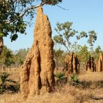 Die architektonischen Meisterleistungen der Tiere