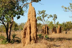 Die architektonischen Meisterleistungen der Tiere