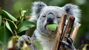 Koalas in Gefahr: Stirbt das faulste Tier der Welt aus?