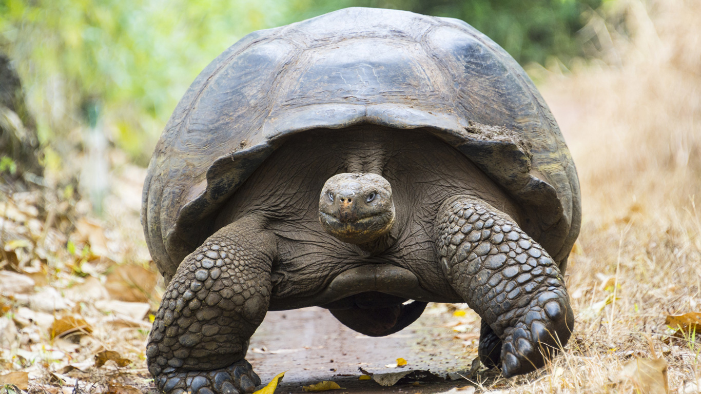 Warum werden Schildkröten so alt?