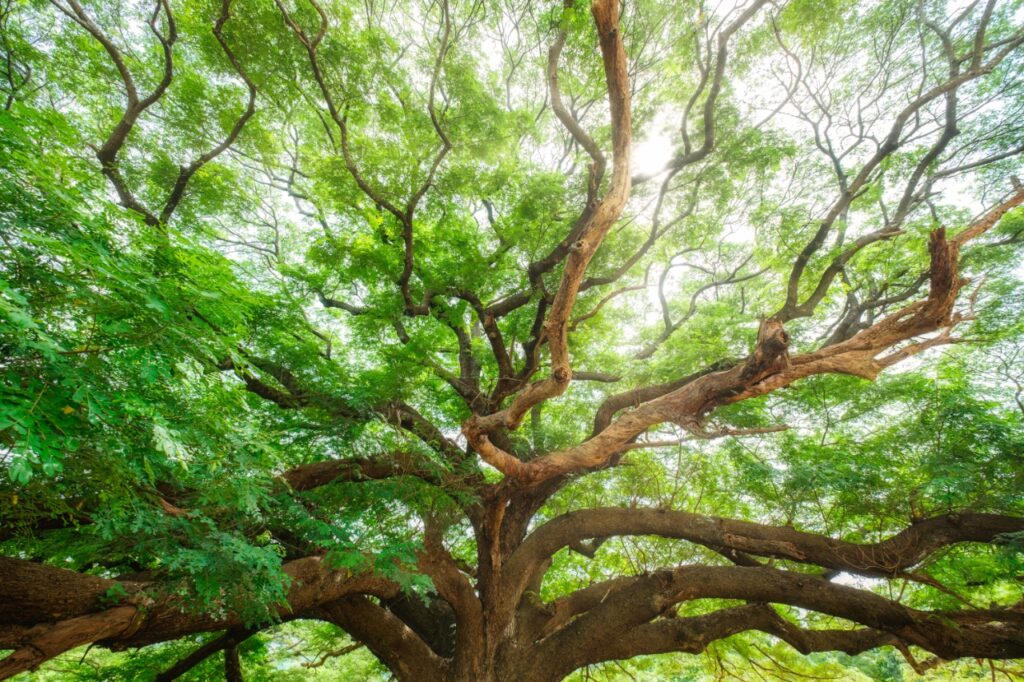 Grüne Kraftwerke: Wie viele Menschen können von einem Baum leben?