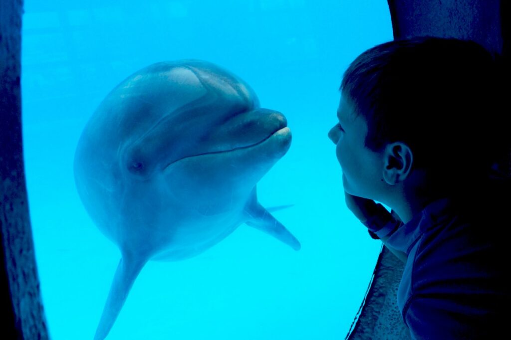 Delfine: Säugetiere mit eigenem Bewusstsein?