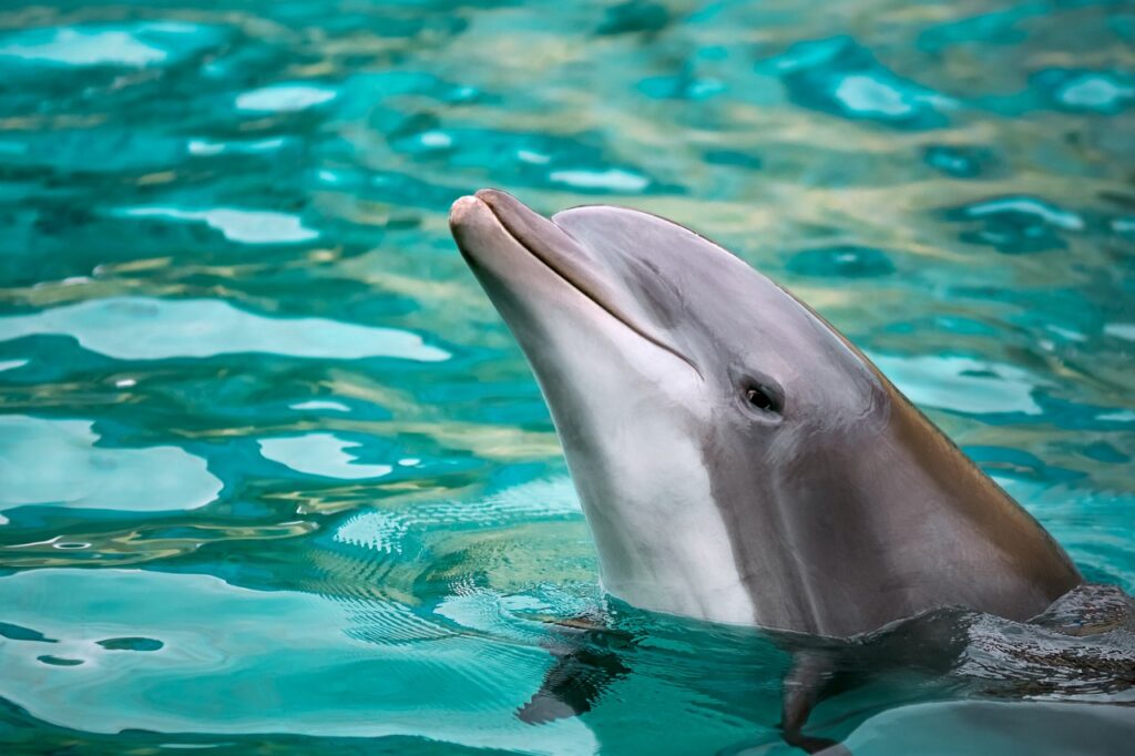 Spiegeltest belegt Intelligenz von Delfinen und anderen Tieren