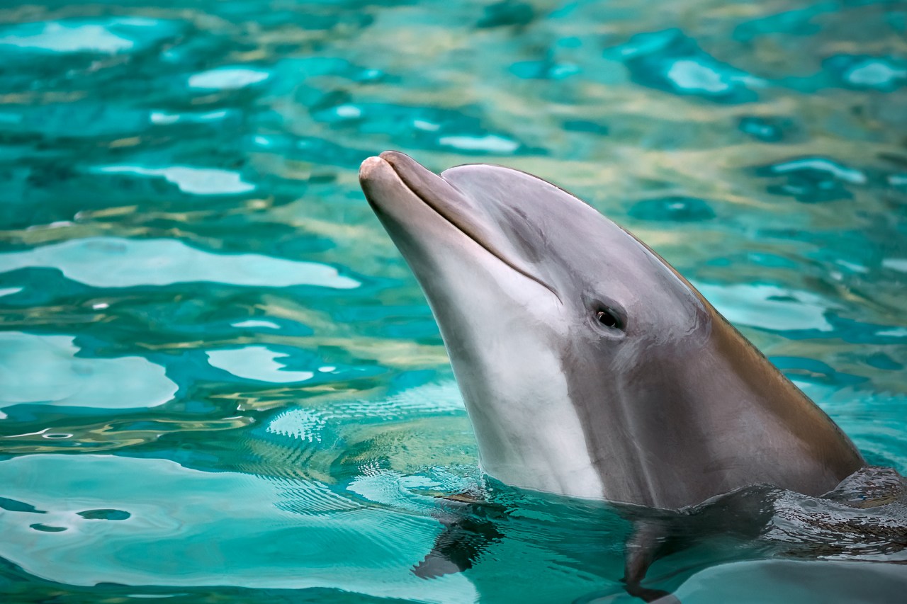 Spiegeltest belegt Intelligenz von Delfinen und anderen Tieren