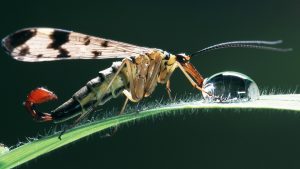 Bizarre Mischwesen: die kuriose Welt der Skorpionsfliegen