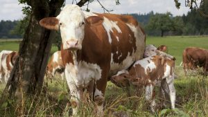 Warum werden Milchkühe von ihren Kälbern getrennt?