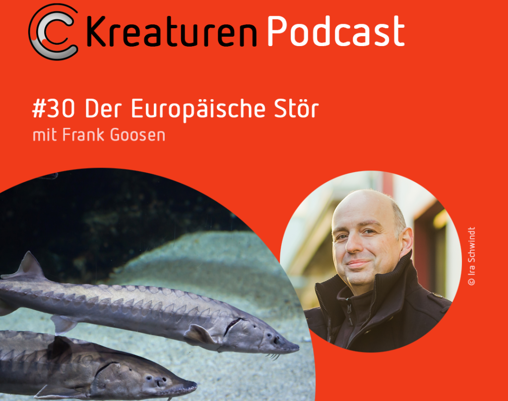 Kreaturen-Podcast Folge 30: Der Europäische Stör