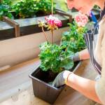Terrasse, Veranda, Balkon und Co.: Machen Sie Ihr Zuhause mit Pflanzen frühlingsfit.