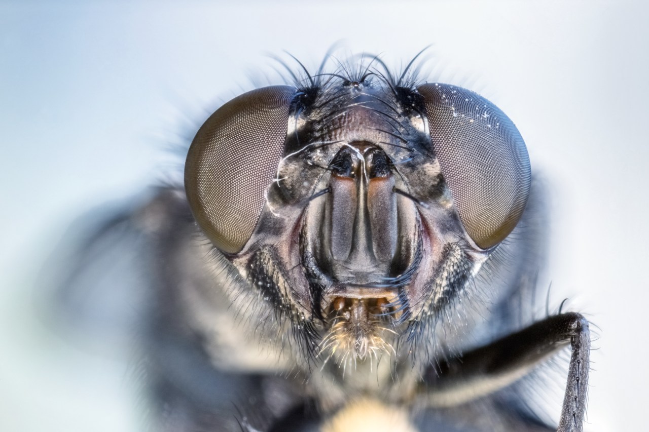 Stubenfliegen: Was das summende Insekt alles kann