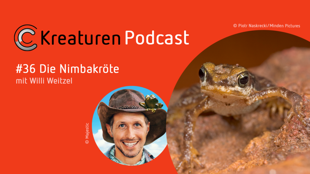Kreaturen-Podcast – Folge 36: die Nimbakröte
