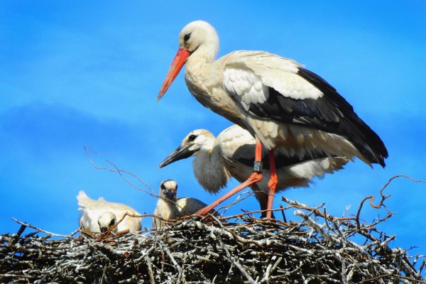 Woher kommt die Idee, dass der Storch die Kinder bringt?