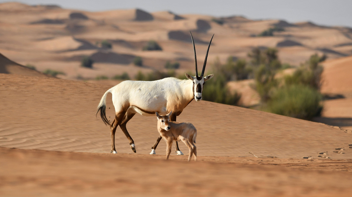 Asiatische Oryxantilope
