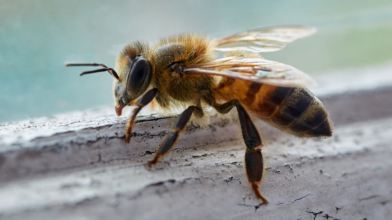 Der Geheimcode der Bienen