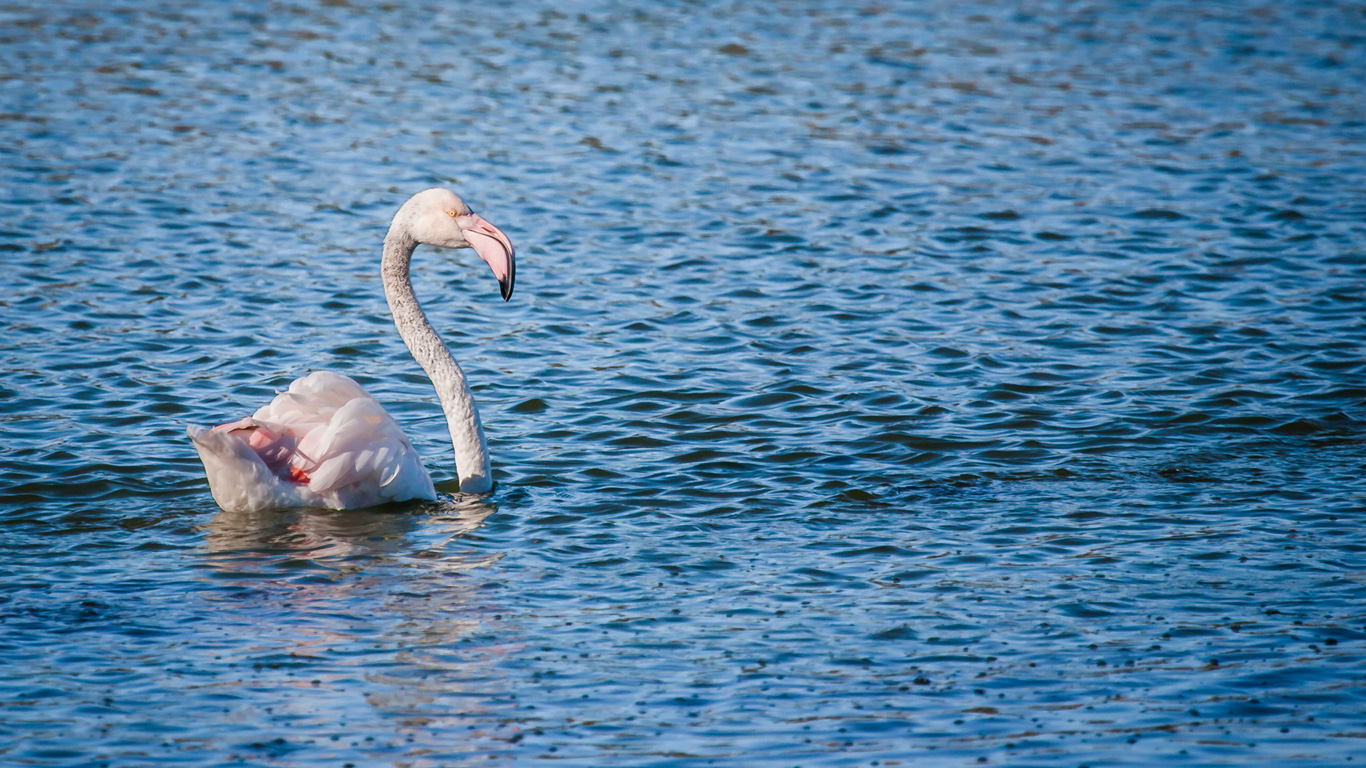 Können Flamingos schwimmen?