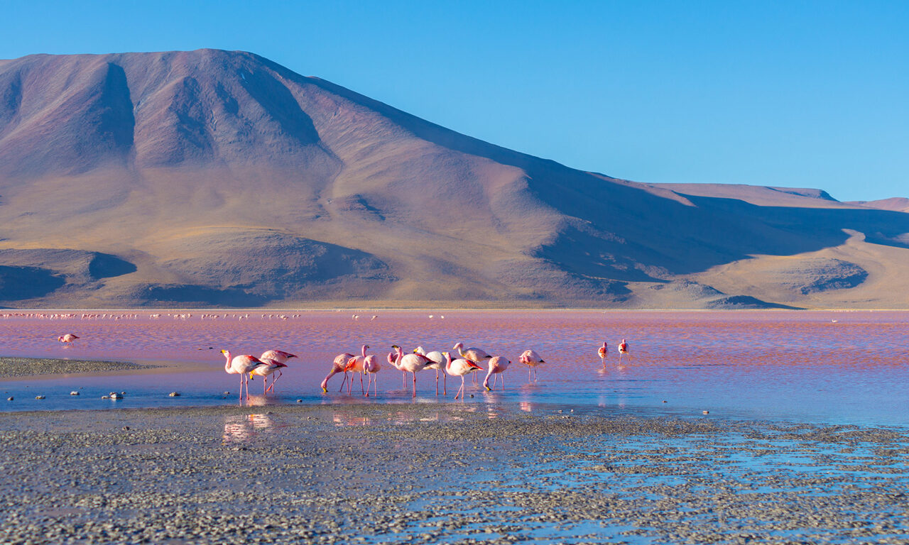 Welche Gebiete besiedeln Flamingos?