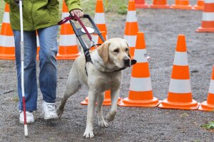 Helfer auf vier Pfoten: die Entwicklung der Blindenhunde