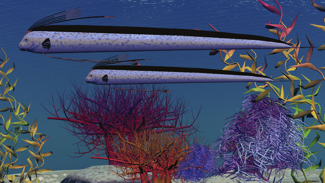 Falsche Seeschlange: der Riemenfisch