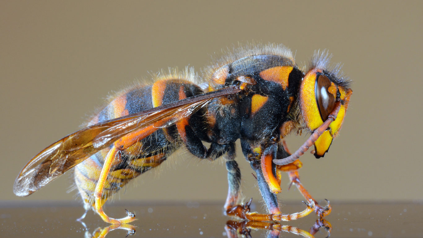 Wie groß ist die größte Wespe der Welt?