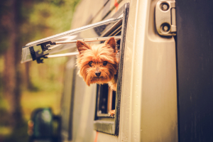 Tipps fürs Reisen mit Hund