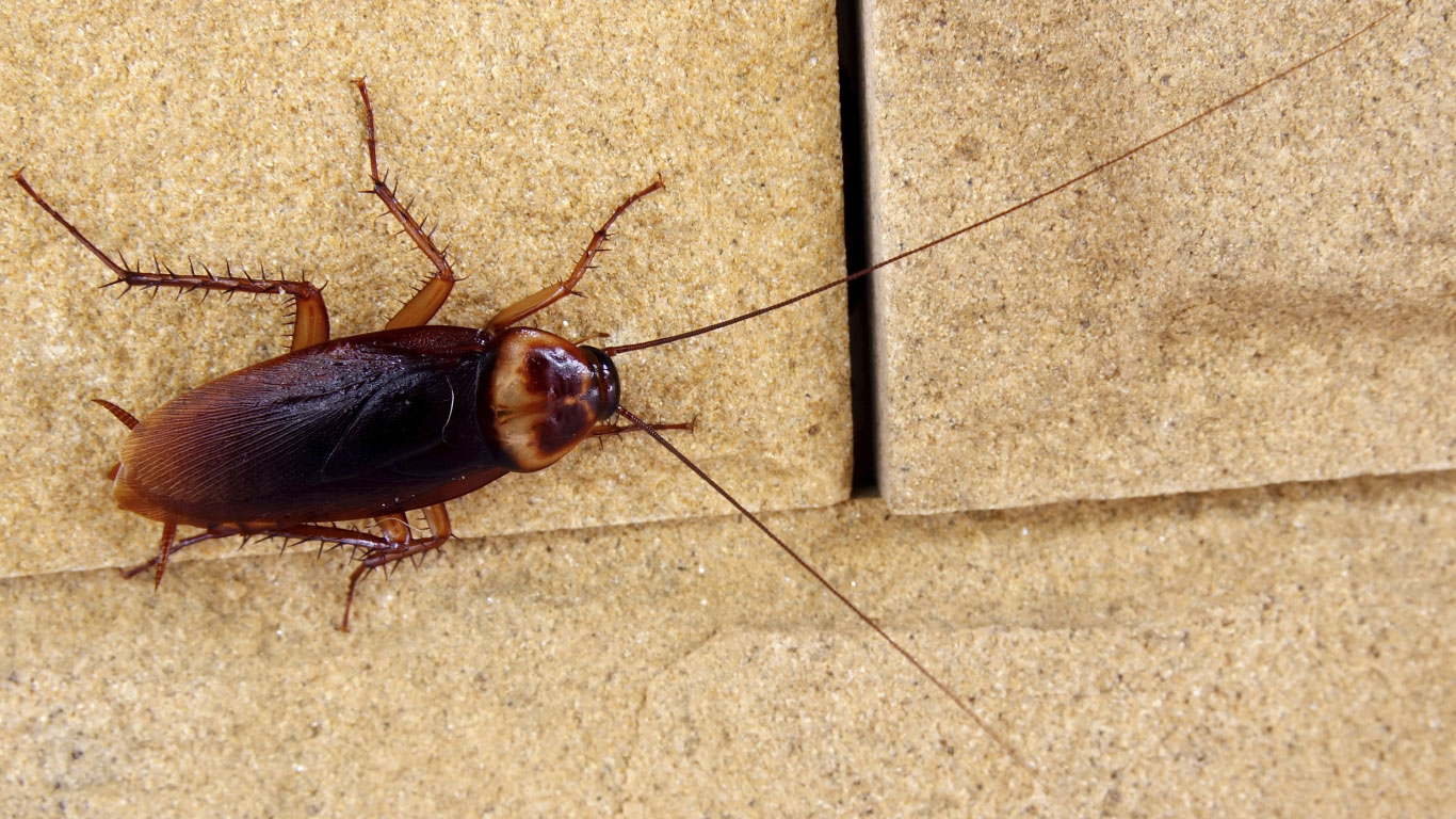  Kakerlaken können eine nukleare Apokalypse überleben