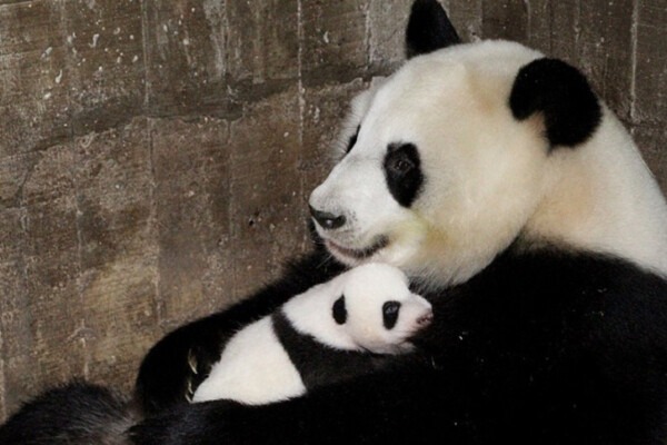 Kleine Pandas braucht die Welt