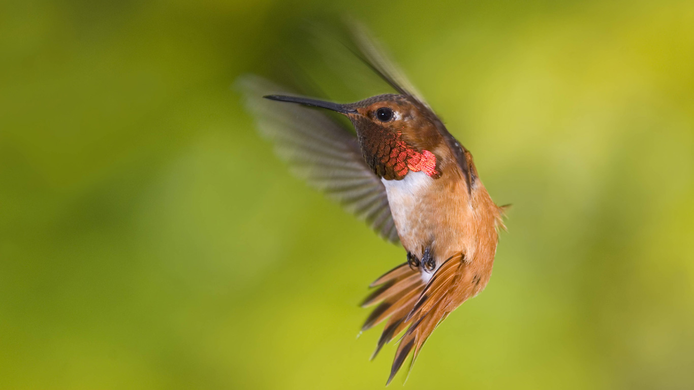 Rasante Sturzpiloten: Kolibris und ihre wilden Luftmanöver