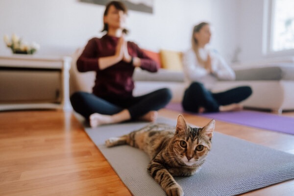 Der ultimative Einstieg in die Meditation