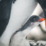 Pinguin-Paparazzi am Südpol