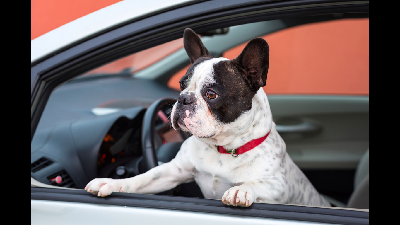 Platz 8: Tiere im Fahrzeug