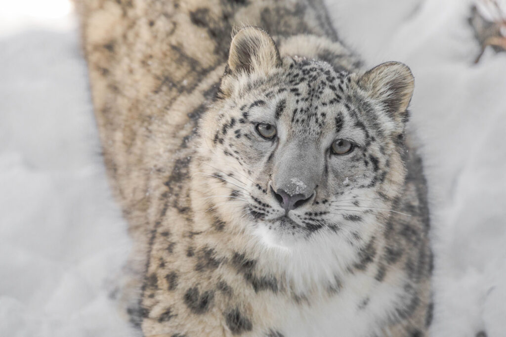 Mit diesen Tricks überleben Tiere im Schnee und Eis