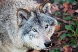 Der Wolf – ein faszinierendes Wesen