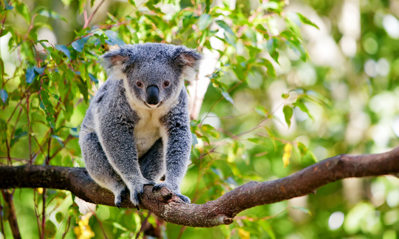 Koalas streicheln in Australien