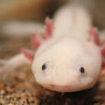 Bartagame, Axolotl und Co.: Lust auf ein exotisches Haustier?