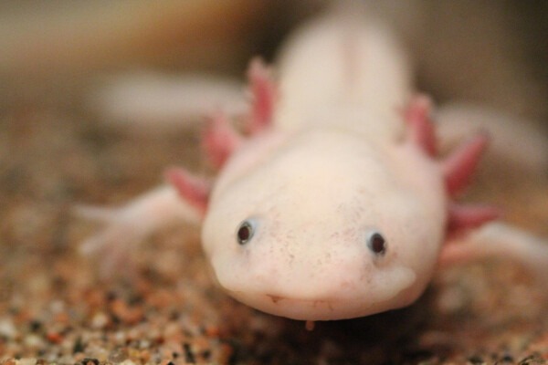 Bartagame, Axolotl und Co.: Lust auf ein exotisches Haustier?