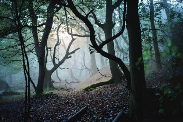 Hoia-Baciu-Wald: In welchem Wald verschwinden die meisten Menschen?