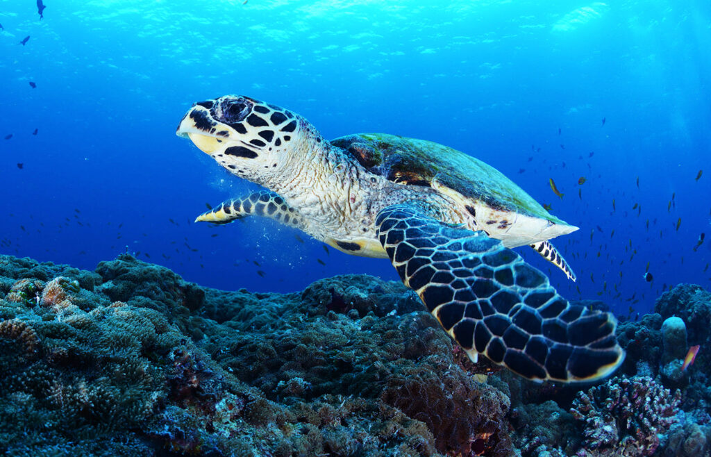 Die rätselhafte Reise der Meeresschildkröten