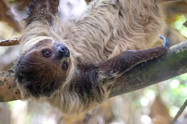 Tierisch außergewöhnliche Reiseziele