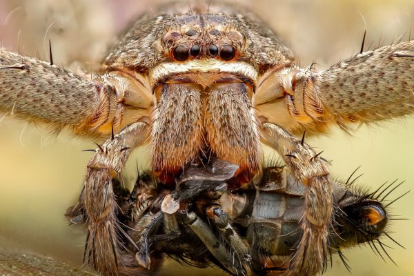 Giganten auf acht Beinen: Die größten Spinnen der Welt