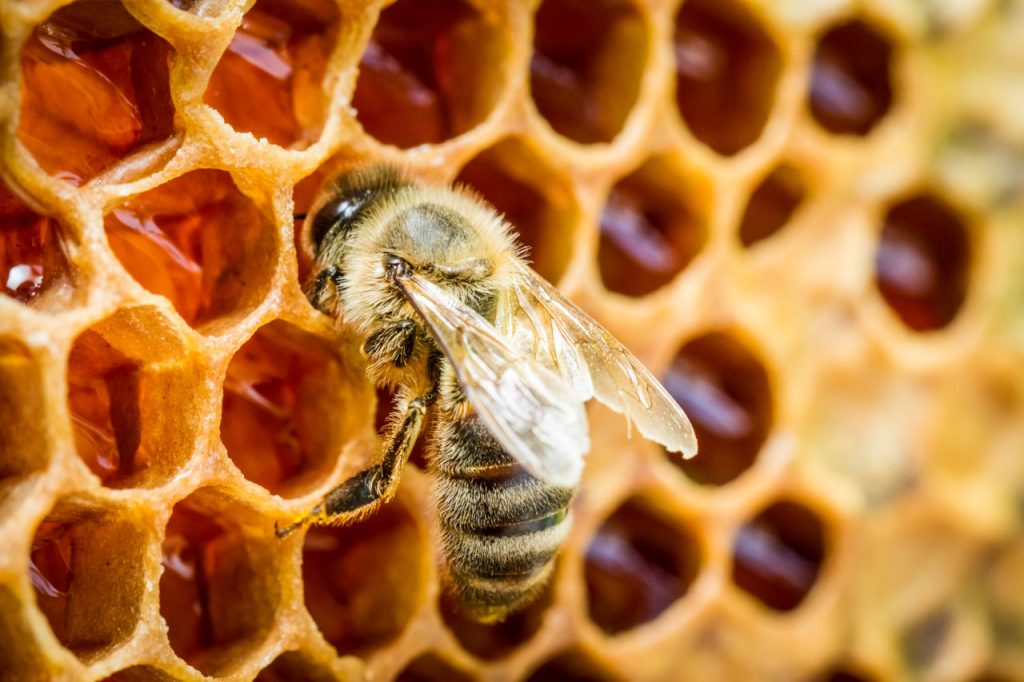 Bienen und ihre Intelligenz: Was die schlauen Tiere alles können