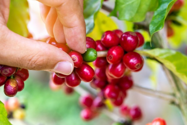 Rohstoff Kaffee: Wo die begehrten Bohnen wachsen