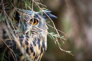 Eulen: die lautlosen Jäger der Nacht