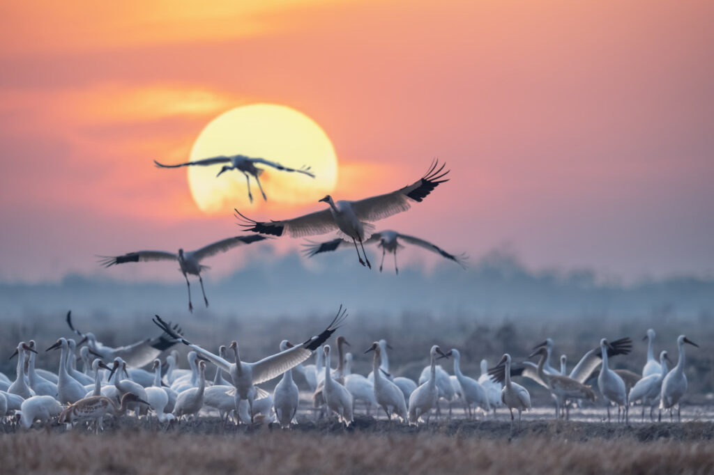 Zugvögel: Pendler zwischen den Welten