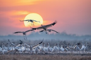 Zugvögel: Pendler zwischen den Welten