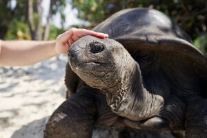 Das sind die ältesten Tiere der Welt