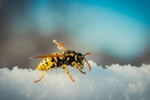 Kampf gegen den Kältetod: Wie überwintern Spinnen und Insekten?