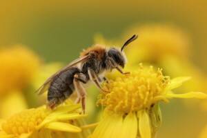 Woher wissen Bienen, welche Blüte sich lohnt?