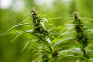 Grüne Medizin: Wie Cannabis die medizinische Welt verändert